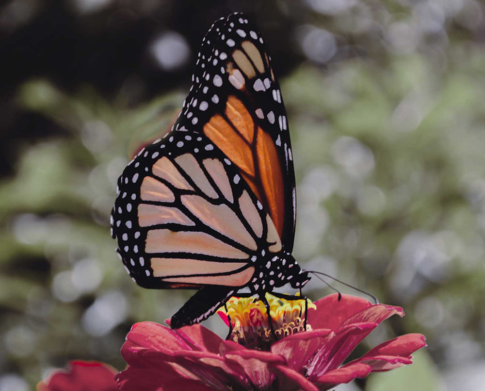 Monarch rearing – Ancient Child Studios